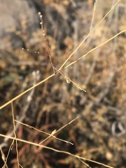 Panicum hallii filipes