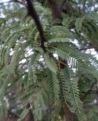 Vachellia robusta