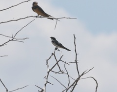 Hirundo dimidiata