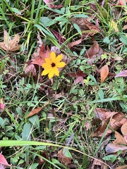 Coreopsis leavenworthii