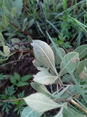 Searsia zeyheri