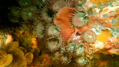 Palythoa grandiflora