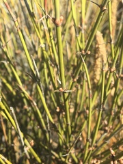 Ephedra trifurca