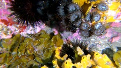 Palythoa grandiflora