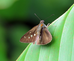 Paracarystus hypargyra