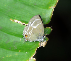 Cupathecla cupentus