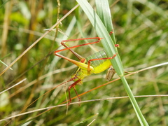 Barbitistes serricauda