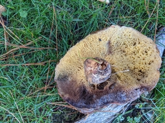 Suillus pungens