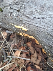 Phlebia radiata