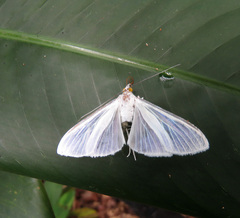 Palpita flegia