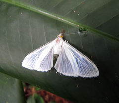 Palpita flegia