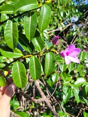 Cryptostegia madagascariensis