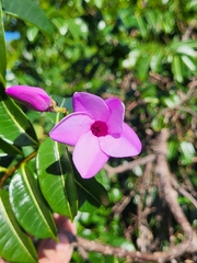 Cryptostegia madagascariensis