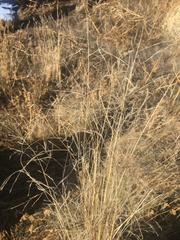 Eragrostis barrelieri