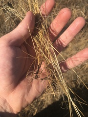 Eragrostis barrelieri