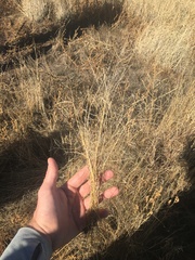 Eragrostis barrelieri