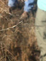 Eragrostis barrelieri