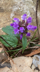 Prunella vulgaris