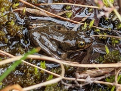 Rana pretiosa