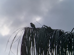 Orthopsittaca manilatus