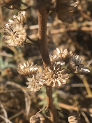 Sphaeralcea angustifolia