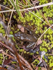Rana pretiosa
