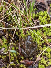 Rana pretiosa
