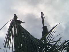 Orthopsittaca manilatus