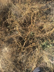 Sphaeralcea angustifolia