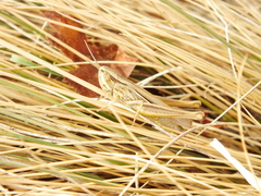 Euchorthippus pulvinatus