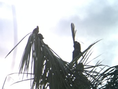 Orthopsittaca manilatus