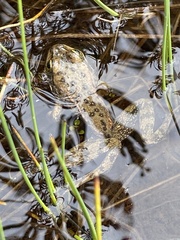 Rana pretiosa