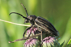 Dorcadion holosericeum