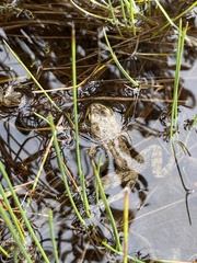 Rana pretiosa