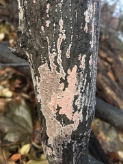 Corticium roseum