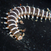 Hesionidae - Photo (c) Robin Gwen Agarwal, algunos derechos reservados (CC BY-NC), subido por Robin Gwen Agarwal