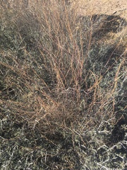 Muhlenbergia porteri