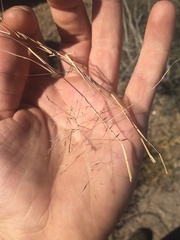 Muhlenbergia porteri