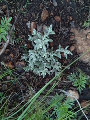 Helichrysum cerastioides
