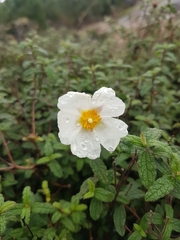 Cistus psilosepalus