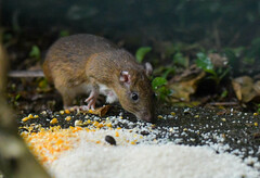 O'connell's Spiny-Rat photo 1