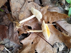 Marasmius strictipes