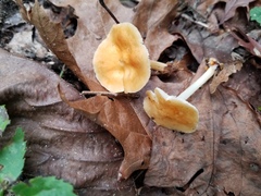 Marasmius strictipes