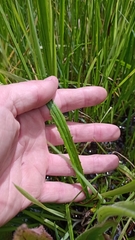Eryngium vesiculosum