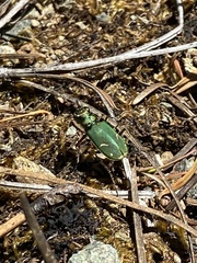 Cicindela purpurea