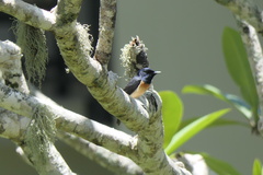 Myiagra vanikorensis
