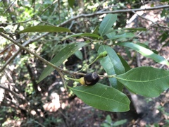 Nectandra