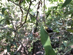 Nectandra