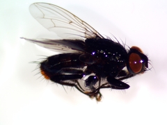 Sarcophagidae
