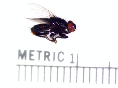 Sarcophagidae